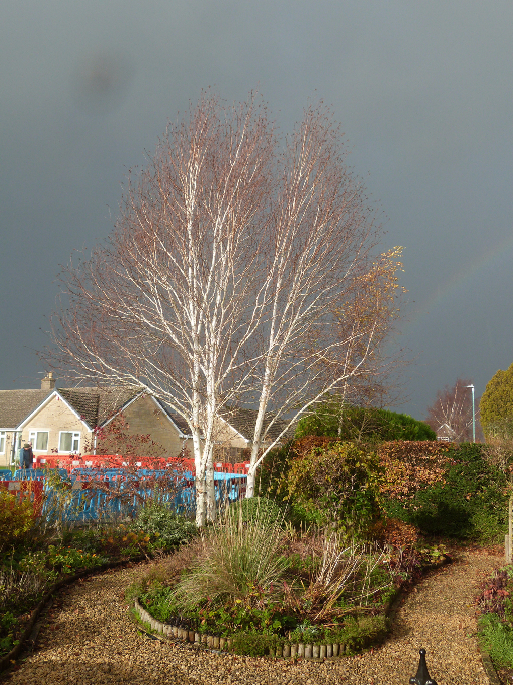 A sunlit birch against a dark sky with a hint of rainbow, plus the unending road works.