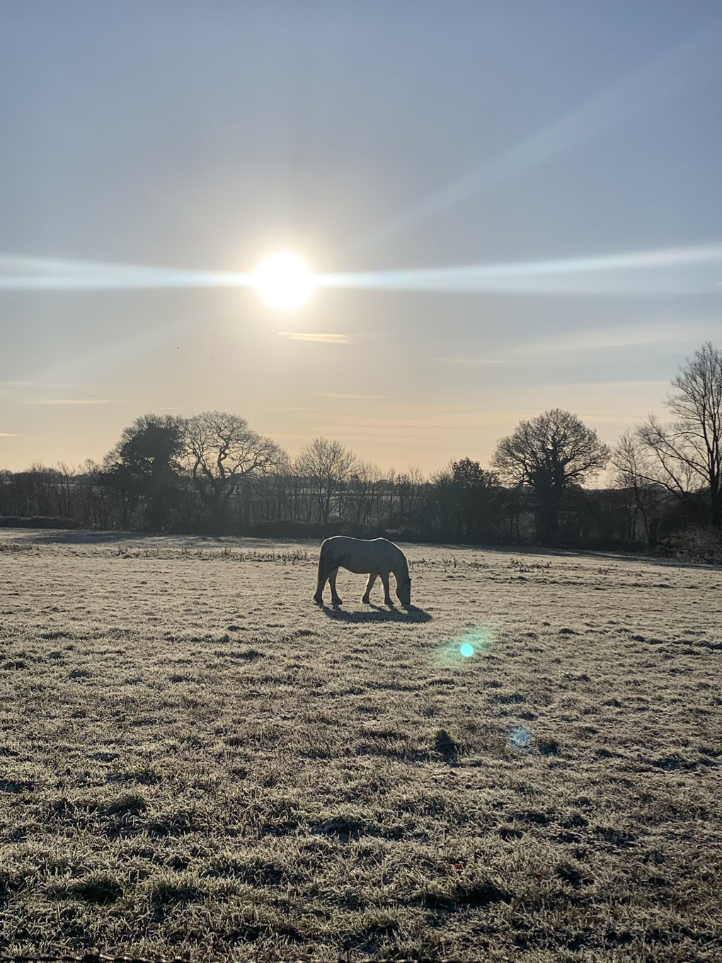 Horse in a field surrounded by frost.