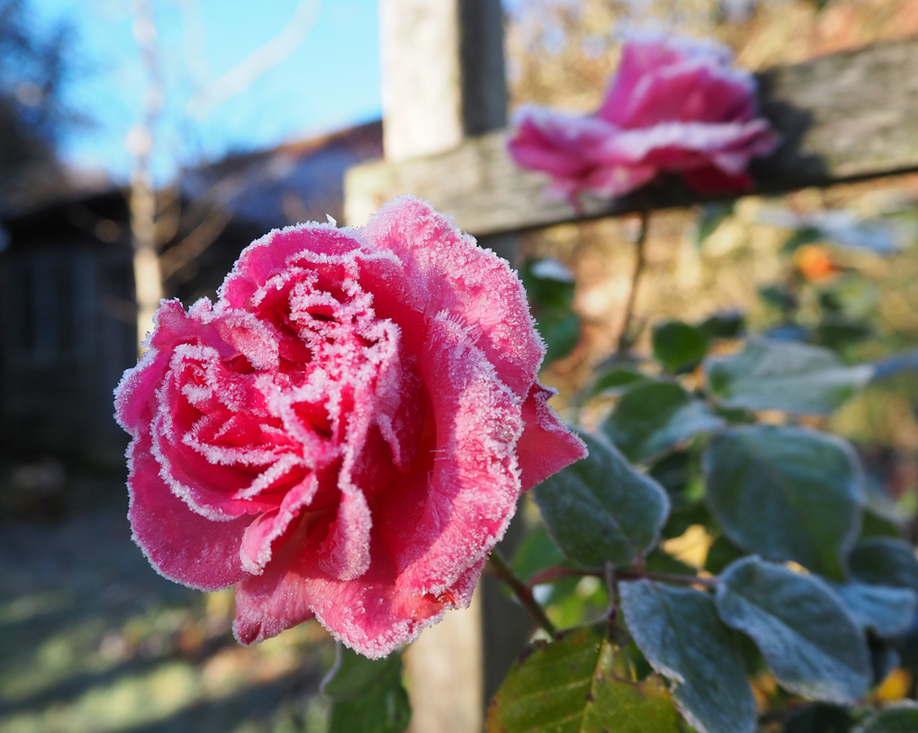 Deep pink roses still blooming in December, fully frosted over, against a blue sky