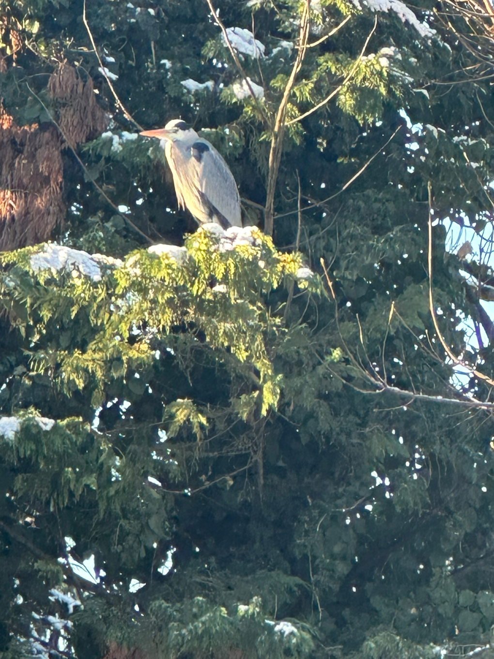 Heron in a tree