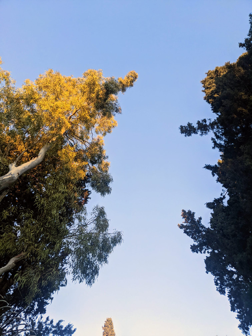 A view upwards into a blue sky with trees reaching into the sky