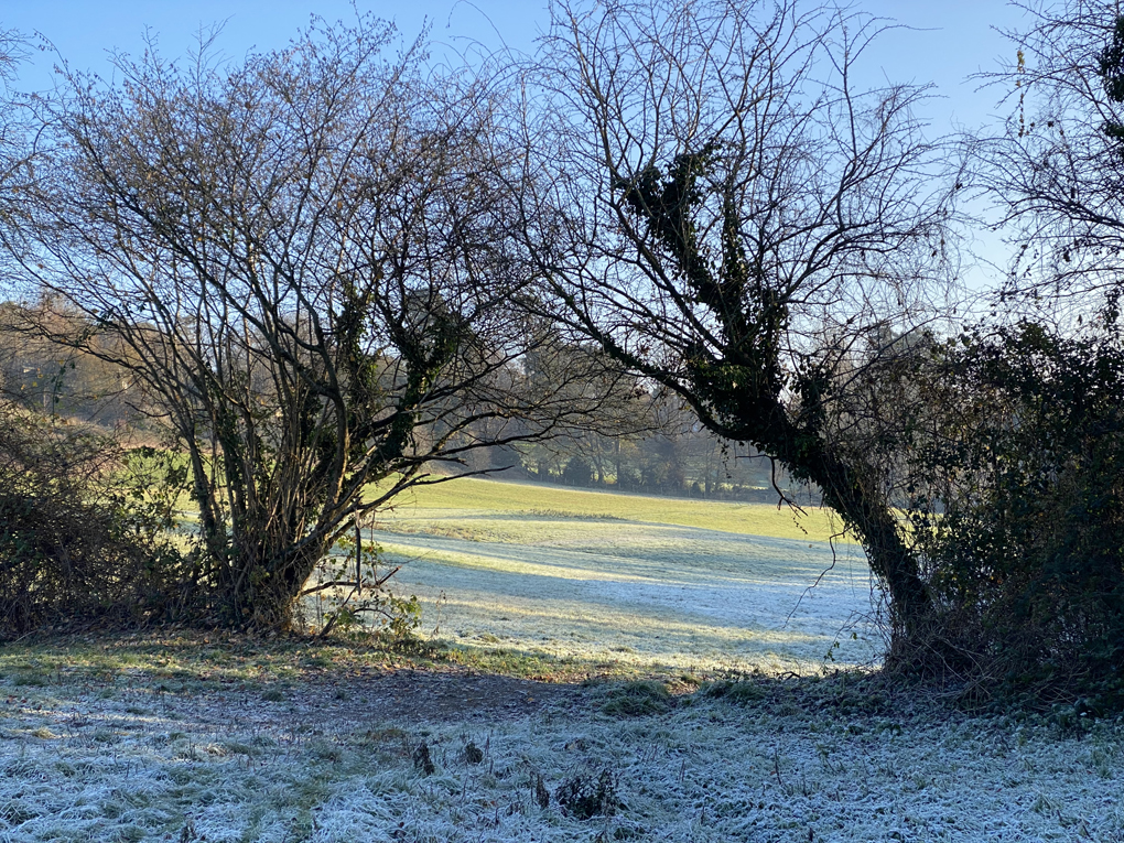 Sunlight falling on a frosty field, framed by two trees arching towards each other, with shadowed frosted grass in the foreground