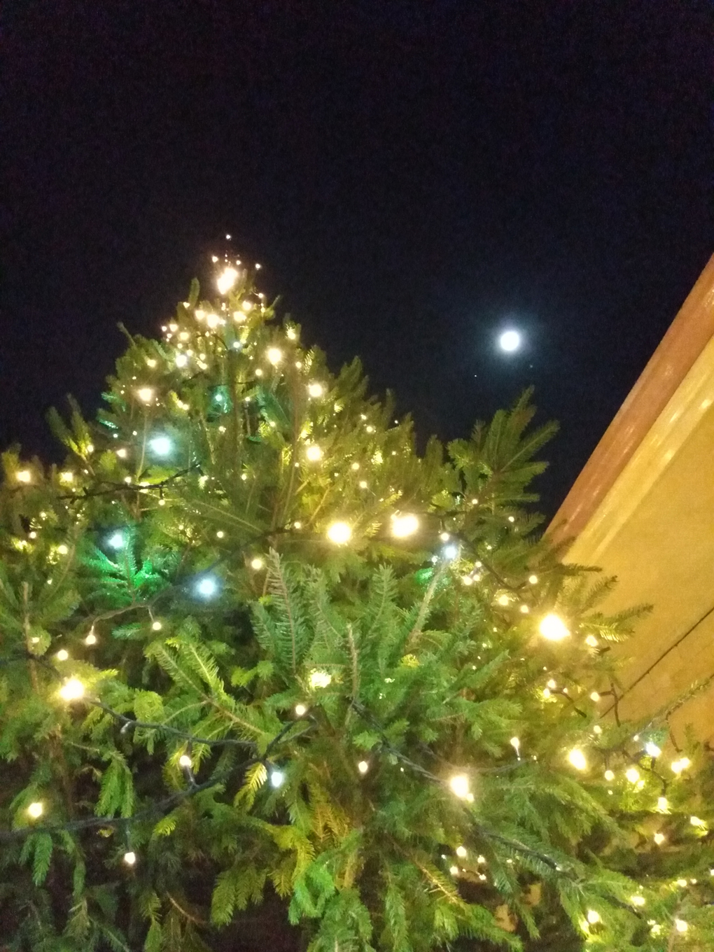 A tall Christmas tree being looked up at from below with the moon shining in the sky