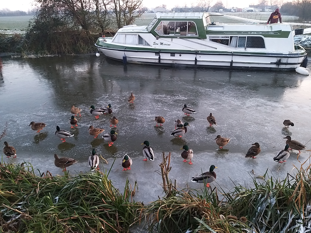 A bunch of ducks standing on the frozen canal