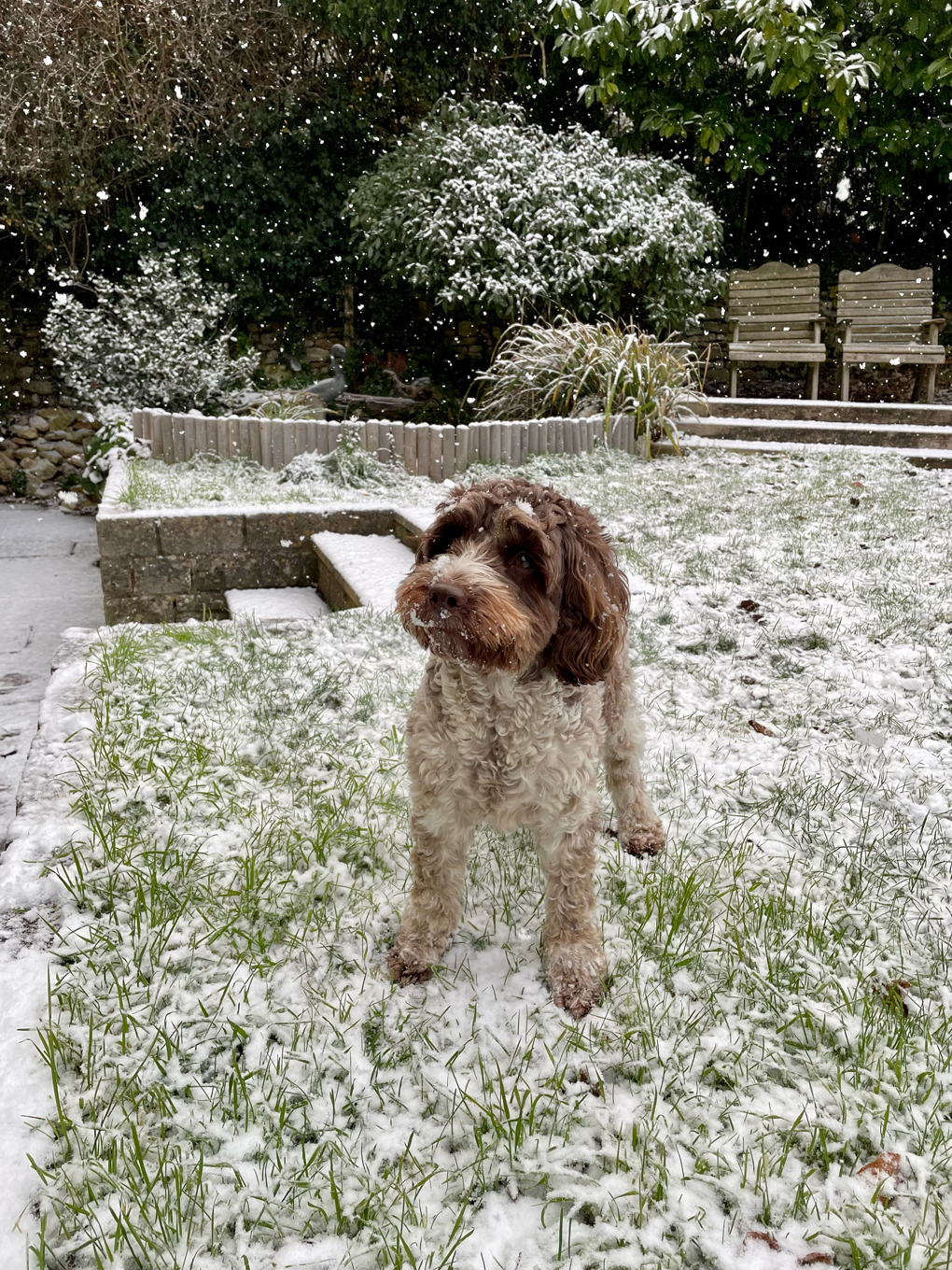 A brown and white sproodle standing in a garden with snow on the ground and falling from the sky