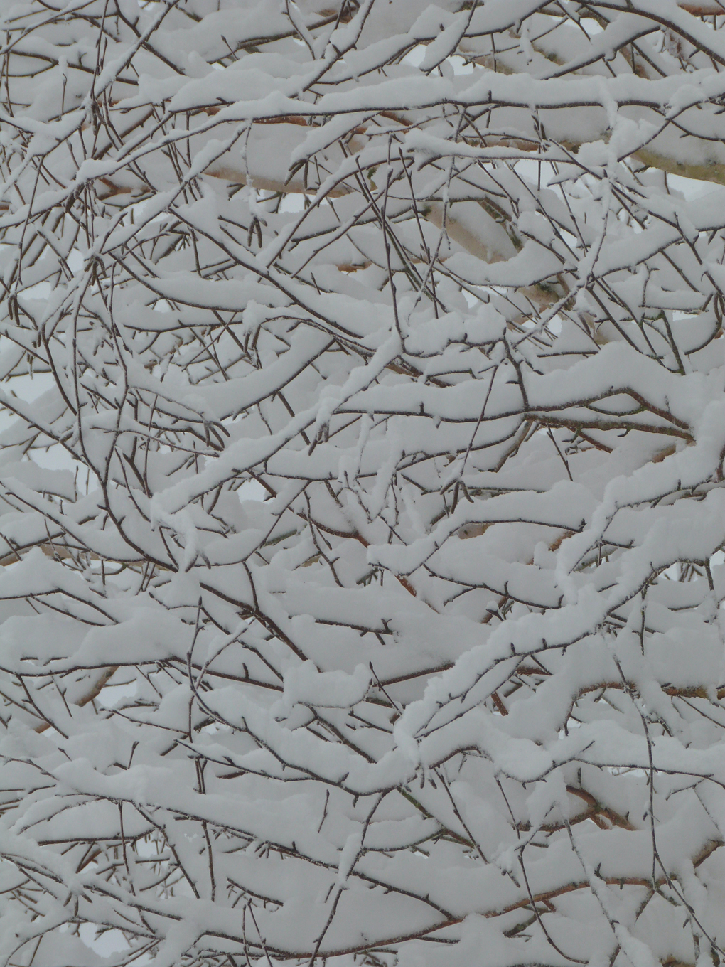 The snow fell so gently that it covered every twig and branch, turning this birch tree into a snow maze.