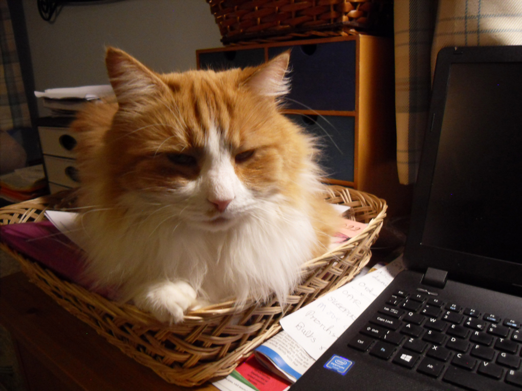a ginger cat resting in wicker basket
