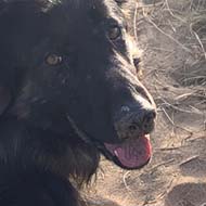 Dog looking backwards while out on a walk