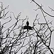 Bare tree branches contrasts against a white sky