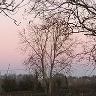 Bare trees with stripes of blue and pink in the sky