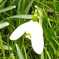 A clump of snowdrops in full bloom in some undergrowth