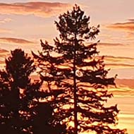 Glorious sunrise taken by my brother in Aberdeenshire. Clumps of bright orange clouds drifting across a wintry pale blue and slightly mauve sky with various trees silhouetted against the softly undulating horizon. A great herald to the start of  2022 on this site.