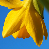 Deep Blue Sky and Yellow Mini Daffodil taken 27-Feb-2022