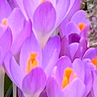 Purple crocuses in front of snowdrops