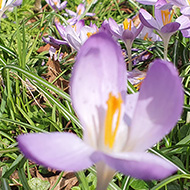 Spring flowers beginning to bloom in a park
