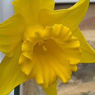 A daffodil