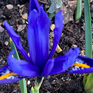 Miniature iris