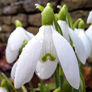 A bunch of white snowdrops in bloom