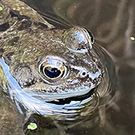 A little brown frog with his head above water