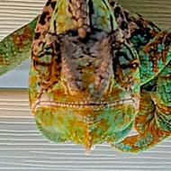 An adolescent Yemen/veiled chameleon, peering at the camera whilst perched on the slats of a window blinds