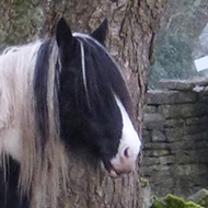 One grey drizzly February morning, two horses and a donkey point their backs to the wind and wait for sunnier times and the grass to grow.