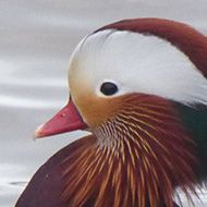 Male Mandarin Duck at Bude Canal