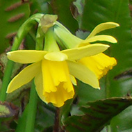 hellebores and small daffodils in bloom among some ferns