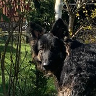 Dog looking back in a garden