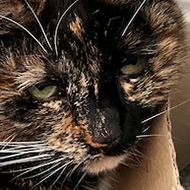 Tortoiseshell cat squeezed into a cardboard box