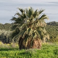 plants and flowers overlooking the sea of Galilee lake