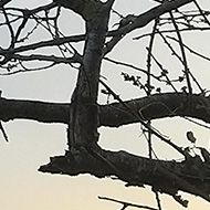Buds on a tree against a dusky sky