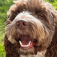 Brown and white fluffy dog in the sun