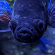 A close-up of a blue 