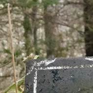 In woodland an old metal plaque at ground level reads, 