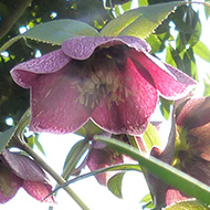 I tried to capture an image of the hellebores from ground level, but the chives chipped in, and the bay tree wasn't moving. An interesting way to display hellebores is to float the flowers on the surface of a bowl of water.