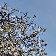 York Minster gardens with sun shining