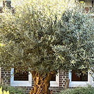 Tree in courtyard