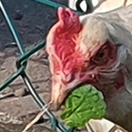 A white chicken pokes her head through a wire fence to eat the weeds on the other side