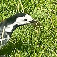 pied wagtail on a lawn