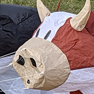 Three inflatable cows at a kite flyers rally.