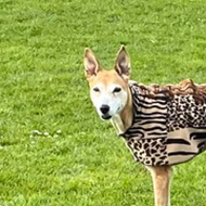 A dog in a patterned coat standing in the middle of a green, grassy field