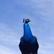 Male peacock against a bright blue sky.