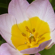 A jolly array of species tulips with pink petals around a yellow centre, which seem to enjoy naturalising.