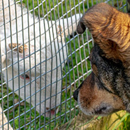 Pauly the dog is nose to nose with a little lamb with a wire fence separating them