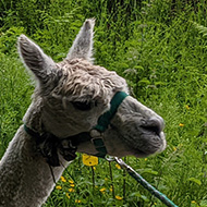 Alpaca walking on a rainy afternoon in Sidbury, Devon at Bearhouse Alpacas