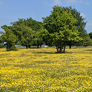 A view of common land carpeted with yellow buttercups.