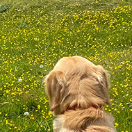 A golden retriever in a harness looks down at the city of Bath from the top of a very high hill. There are wildflowers in the foreground and more hills in the background.