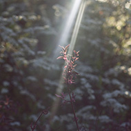 Ray of sunlight streaming onto a branch of red leaves.