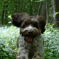 Small brown and white dog running through wild garlic in the woods