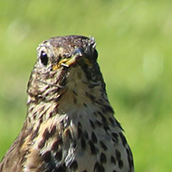 A young Song Thrush begs for food from the adult bird, which looks unmoved, whilst another youngster looks on hopefully.